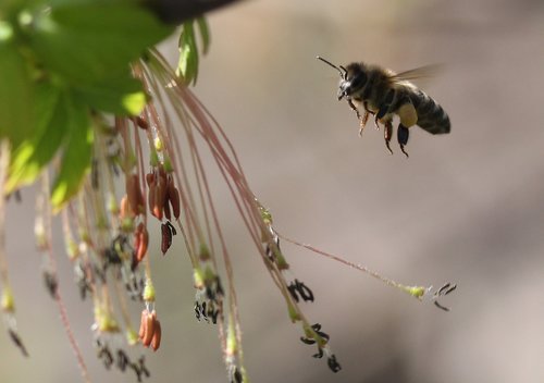 Bičių,  Skrydis,  Apdulkinimas,  Insecta,  Pobūdį,  Pavasaris