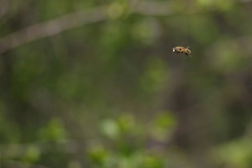 Bičių,  Insecta,  Skrydis,  Gamta