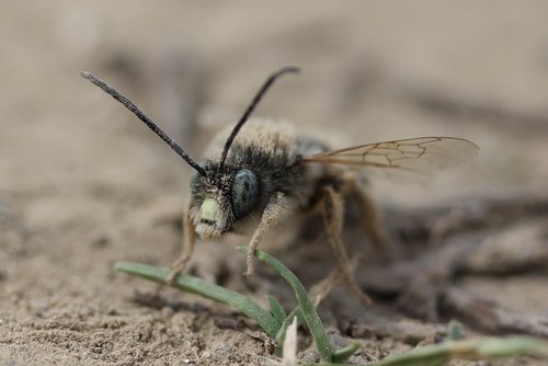 Bičių,  Laukinių,  Insecta,  Žemės,  Makro