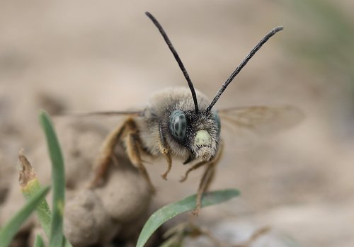 Bičių,  Laukinių,  Makro,  Insecta
