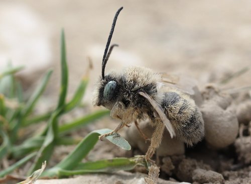 Bičių,  Insecta,  Makro,  Laukinių,  Žemės,  Pobūdį,  Duomenys,  Sparnai