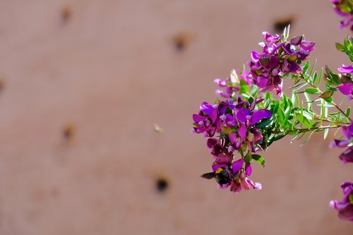 Bičių,  Kamanė,  Medaus Bitė,  Violetinės Gėlės,  Marokas,  Marakešas