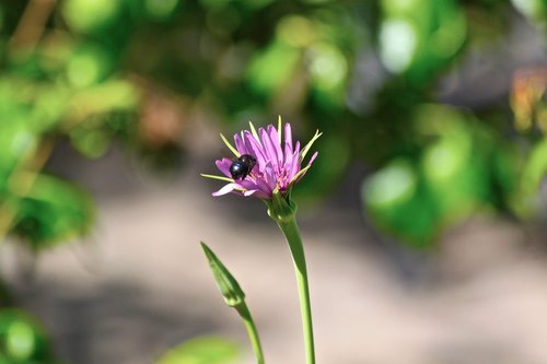 Bičių,  Pobūdį,  Lapų,  Floros,  Gėlė,  Lauke