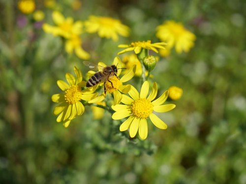 Bičių,  Gėlė,  Insecta,  Apdulkinimas,  Pobūdį,  Žiedadulkės