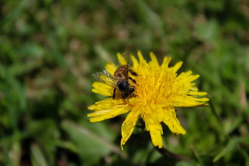 Bičių,  Gėlė,  Į,  Geltona,  Gamta