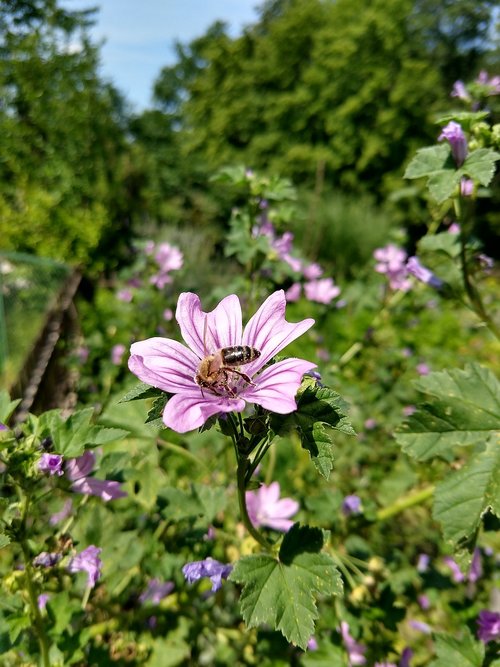 Bičių,  Gėlė,  Violetinė,  Pobūdį,  Vasara