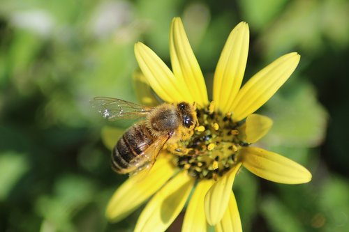 Bičių,  Daisy,  Gėlė,  Sodas,  Šviesus