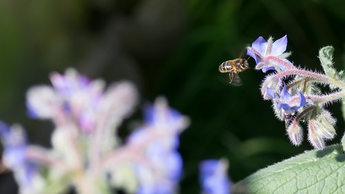 Bičių,  Agurklė,  Bitės,  Vabzdžiai,  Biologinės Įvairovės