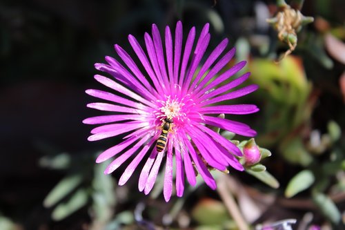 Bičių,  Delosperma,  Pobūdį,  Gėlė