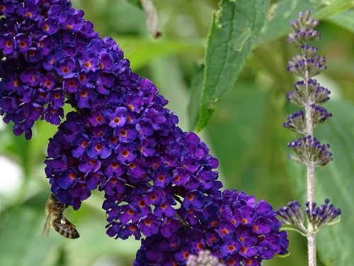 Bičių,  Drugelis Medis,  Sodas,  Gėlė,  Augalų,  Violetinė