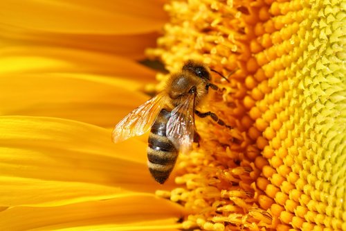 Bičių,  Visada,  Medus,  Medaus Bitė,  Apdulkinimas,  Pabarstyti,  Saulėgrąžų,  Iš Arti,  Makro,  Bitininkas,  Bitininkystė,  Tipų Miršta,  Klimatas,  Vabzdys,  Gėlės,  Geltona