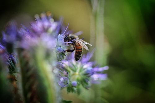 Bičių,  Visada,  Medaus Bitė,  Iš Arti,  Makro,  Bitininkas,  Bitininkystė,  Medus