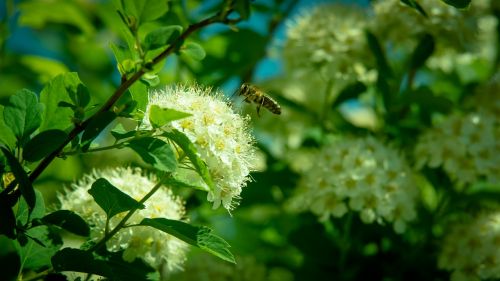 Bičių, Gėlė, Skraidantis Vabzdys, Vabzdžiai, Žiedadulkės, Medus