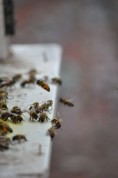 Bičių, Drones, Priimti Medų, Bitininkystė, Bitės, Medus