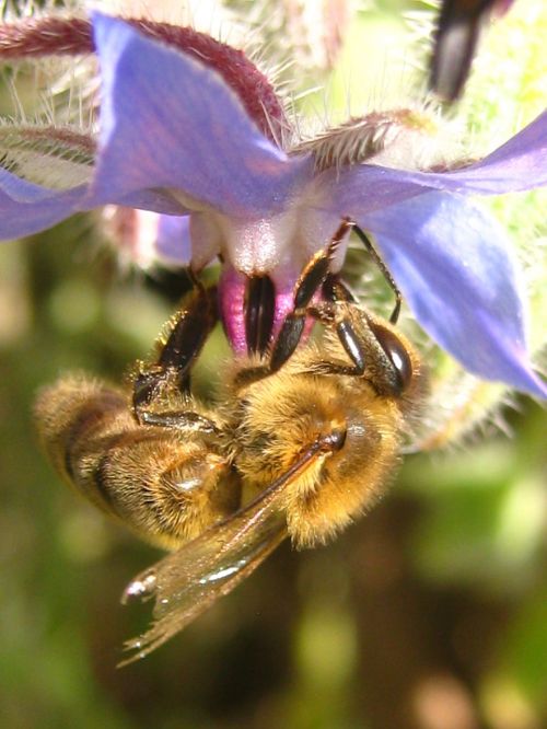 Bičių, Apis Mellifera, Gėlė, Medus, Medaus Bitė, Pašaras, Apdulkintojas, Vabzdžiai, Augalas