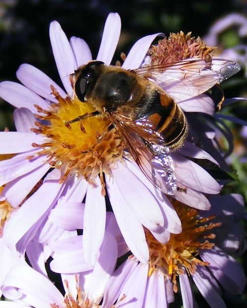 Bičių, Gėlė, Medus, Žiedadulkės, Apdulkinimas, Vabzdžiai