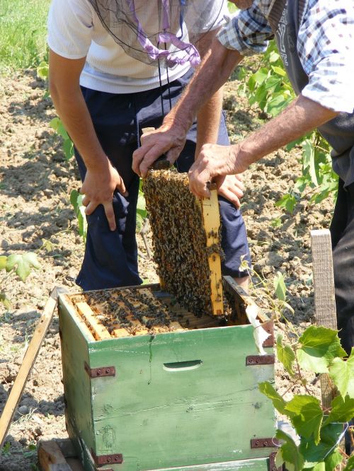 Bičių, Sodas, Avilys, Viduje, Atviras, Vabzdžiai