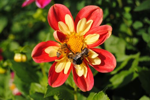 Bičių,  Bitės,  Kamanė,  Vabzdys,  Gamta,  Gėlė,  Vasara,  Sezonas,  Žiedadulkės,  Medus,  Bičių Ir Kamanių