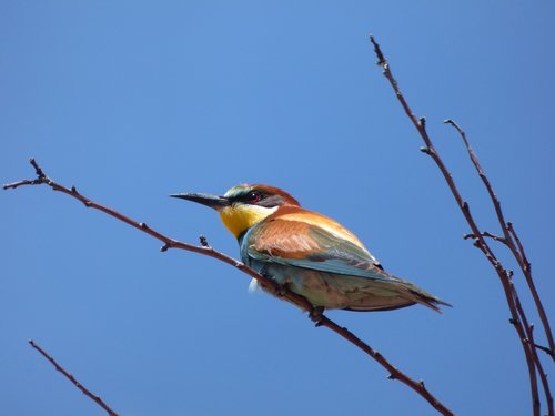 Bitininkas,  Abellerol,  Merops Apiaster,  Filialas,  Dangus,  Paukštis,  Paukščiai,  Laukinis Gyvenimas,  Animalia,  Gamta