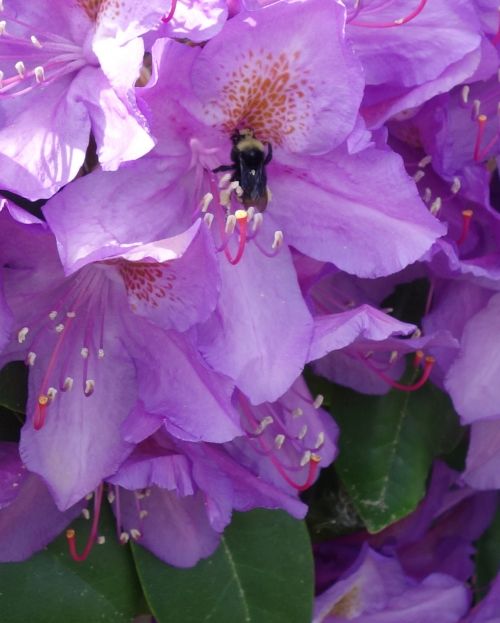 Bičių,  Gėlė,  Rododendras,  Krūmas,  Gamta,  Bičių Gėlė 2A
