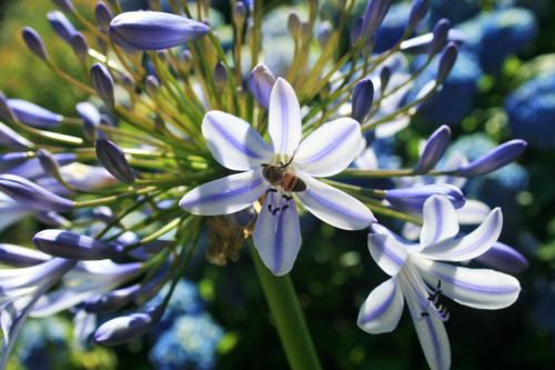Gėlė,  Agapanthus,  Bičių,  Aplankyti,  Medus,  Žiedadulkės,  Bitė Ant Agapanthus Gėlės