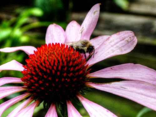 Bičių,  Bitės,  Išplistų,  Apdulkinimas,  Vabzdys,  Gėlė,  Gėlės,  Gėlių,  Rožinis,  Gamta,  Sodas,  Bitė Ant Gėlių