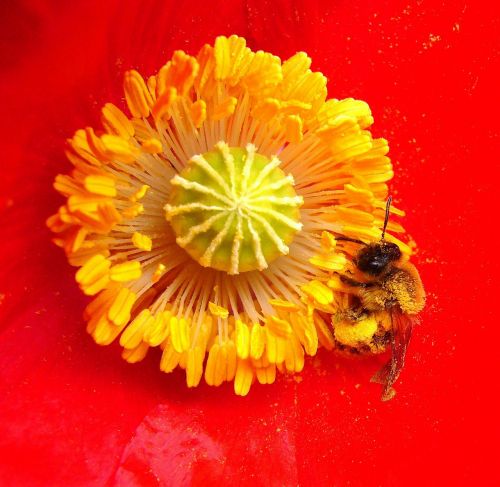 Bičių Aguonai, Vabzdys, Bitė Ant Gėlių, Gėlė, Medaus Bitė, Vasara, Gėlės, Oranžinė Aguona, Oranžinė Gėlė, Makrofotografija, Makro