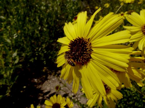 Medaus Bitė,  Gėlė,  Bičių,  Pavasaris,  Wildflower,  Vabzdys,  Iš Arti,  Bičių Geltonajame Ramunėlė