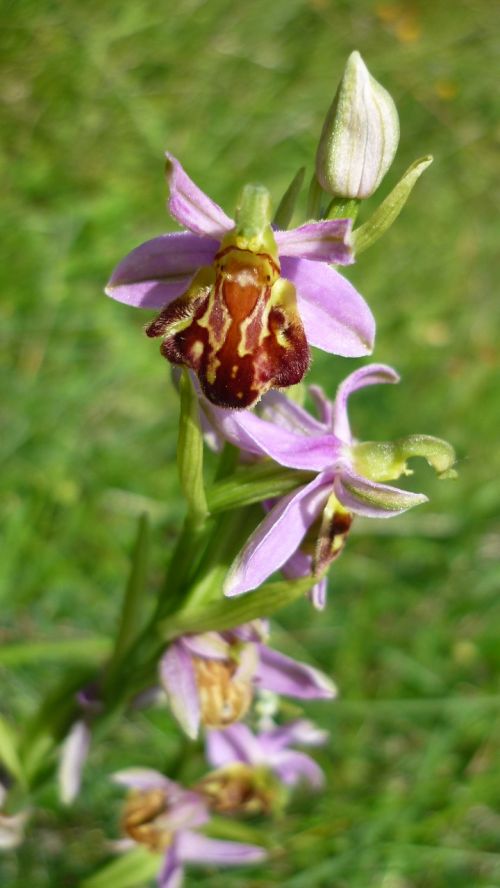 Bičių Orchidėja, Vokiečių Orchidėja, Veislės Botteronii, Kalnų Pieva, Retai, Arti Gėlės