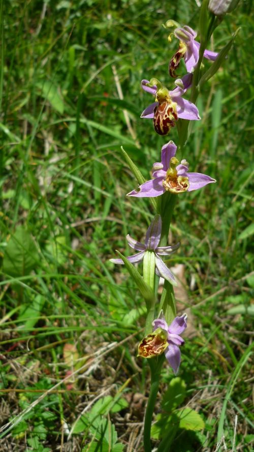 Bičių Orchidėja, Veislė Friburgensis, Vokiečių Orchidėja, Retai, Kalnų Pieva