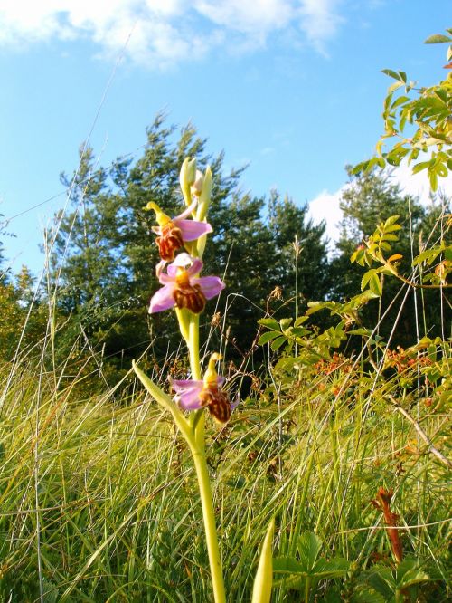 Bičių Orchidėjų Friburgensis, Vokiečių Orchidėja, Retai
