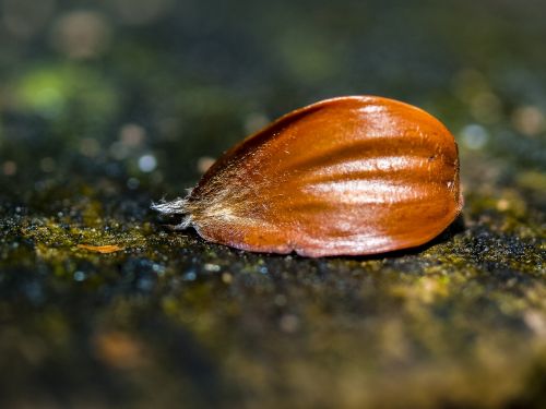 Beechnut, Vaisiai, Gamta