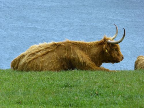 Jautiena, Škotų Kalnų Karvė, Kalnų Galvijai, Karvė, Gyvūnas, Ragai