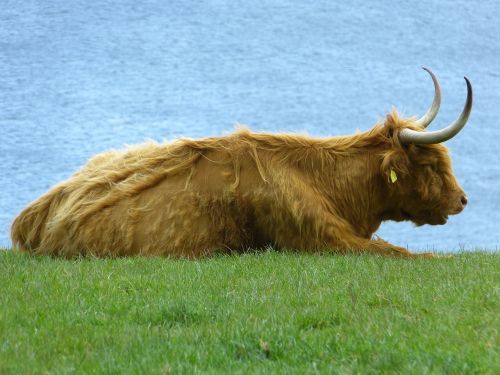 Jautiena, Škotų Kalnų Karvė, Kalnų Galvijai, Karvė, Gyvūnas, Ragai