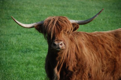Jautiena, Karvė, Highlandrind, Kalnų Galvijai, Highland Beef