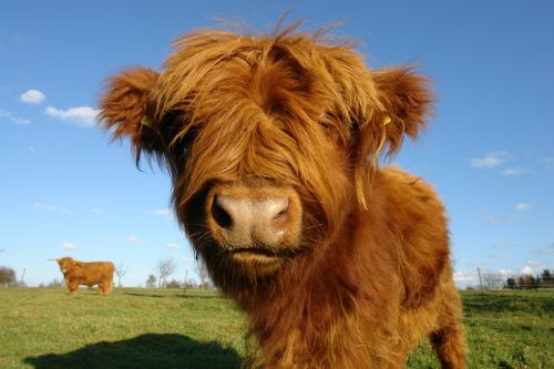 Jautiena, Karvė, Gyvuliai, Nemokamai, Ilgaplaukis, Marškiniai, Škotų Kalnų Karvė, Highland Beef, Ganykla, Galvijai