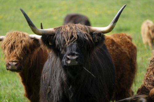 Jautiena, Karvė, Gyvūnas, Ganykla, Žemdirbystė, Highland, Highlands, Škotija, Highland Beef, Gyvuliai, Atrajotojas, Ragas, Ragai