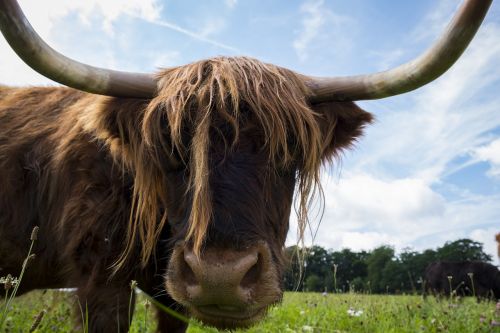 Jautiena, Karvė, Gyvūnas, Ganykla, Žemdirbystė, Highland, Highlands, Škotija, Highland Beef, Gyvuliai, Atrajotojas, Ragas, Ragai