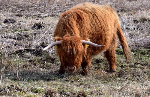 Jautiena,  Highland Beef,  Galoway,  Marškiniai,  Stovintis,  Grėsmė,  Atrajotojas,  Gynyba,  Apsauga,  Ragai,  Ilgai,  Laukti,  Kailis,  Ruda,  Pieva,  Ganykla,  Gyvuliai,  Gyvulininkystė,  Laisvas Asortimentas,  Žinduolis,  Gyvūnas,  Gamta,  Gyvūnų Pasaulis,  Be Honoraro Mokesčio