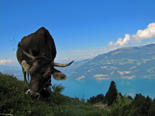 Jautiena, Karvė, Ūkio Gyvūnai, Šveicarija, Ežeras, Thunersee