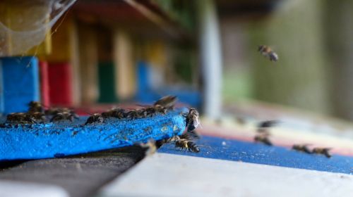 Avilys, Bičių Apiformes, Hymenoptera Hymenoptera, Vabzdys