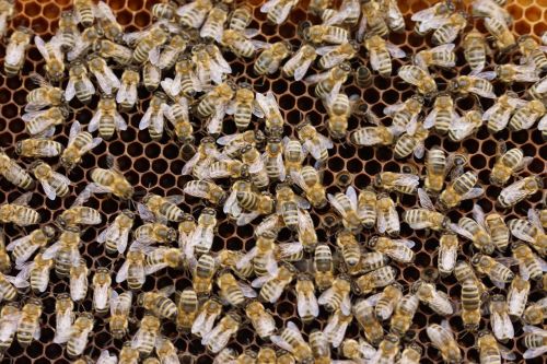 Bitės, Šukos, Vabzdys, Avilys, Gamta, Medus, Bitininkas, Avilys, Korio Struktūra, Medaus Bitė, Medaus Šukos, Darbas, Bičių Veisimas, Bičių Laikymas
