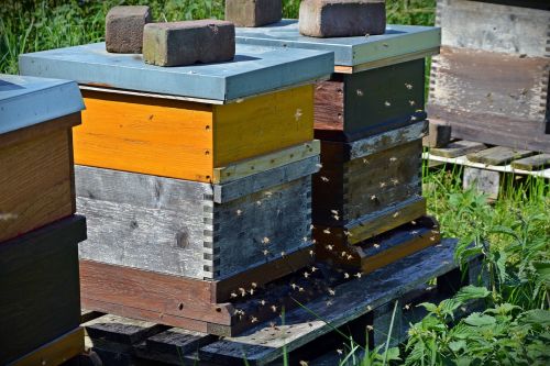 Bitės, Avilys, Medus Bitės, Dėl Požiūrio, Medus, Sunkiai Dirbantis, Avilys, Vabzdys