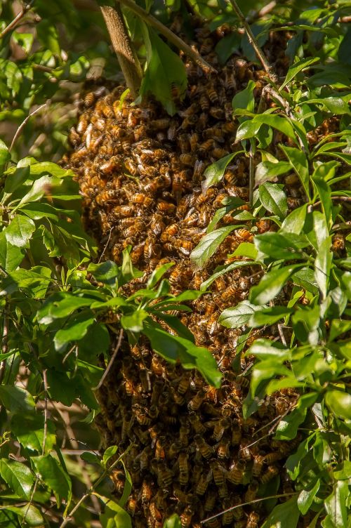 Bitės, Swarm, Swarming, Daug, Gamta, Elgesys, Vabzdžiai, Tūkstančiai, Medis, Pavasaris, Buzzing, Juda, Migracija, Avilys