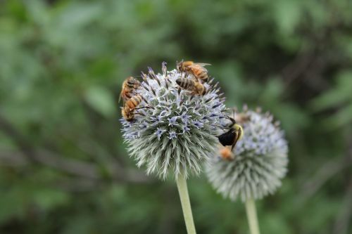 Bitės, Nektaras, Medus Bitės, Bičių, Medaus Bitė, Gėlė, Botanikos Sodai, Denveras