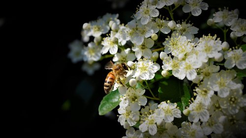 Bitės,  Gražus,  Bičių,  Pobūdį,  Gėlė,  Medus,  Iš Arti,  Sodas,  Dulkinti