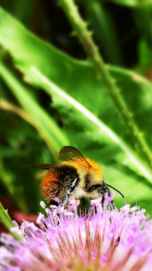 Bitės,  Bičių,  Vabzdys,  Apdulkinimas,  Vasara,  Gamta