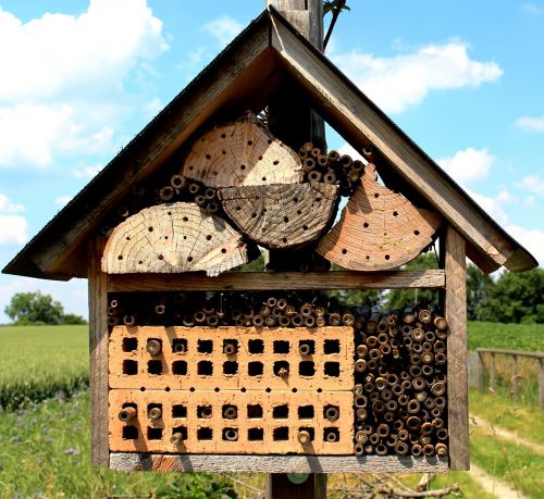 Bitės, Laukinės Bitės, Bičių Namai, Rūšių Apsauga, Lizdas, Apsauga, Profesionaliai, Fonas