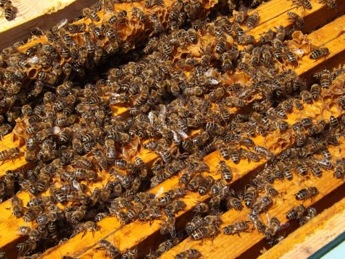 Bitės, Avilys, Bitininkystė, Medus, Užsiėmes, Medus Bitės, Kolonija