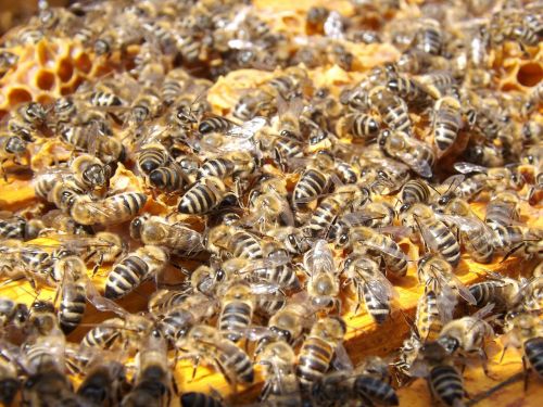 Bitės, Avilys, Bitininkystė, Medus, Užsiėmes, Medus Bitės, Kolonija, Daug, Vabzdžiai, Swarm